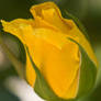Yellow Rose Bud 2