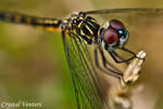 Blue Dasher 4 by poetcrystaldawn