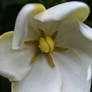 Gardenia