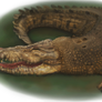 Crocodile