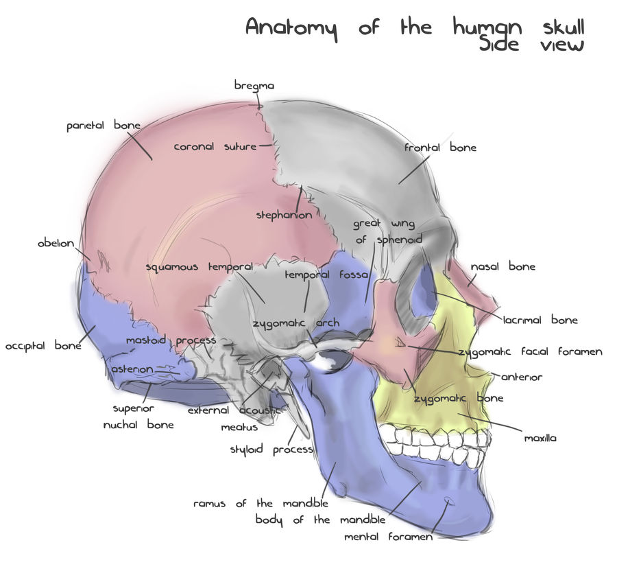 Annotated human skull anatomy side view by shevans on DeviantArt Annotated human skull anatomy side view by shevans on DeviantArt