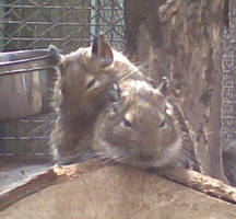 Degu - Octodon degus