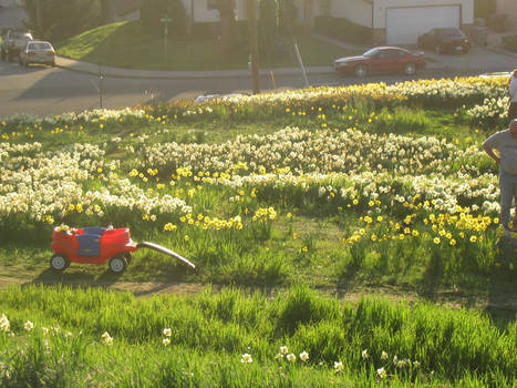 'Field' of Daffodils