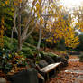 Path and Trees Autumn