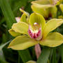 flowers (tas) orchids
