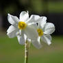 Spring Flower (TAS)