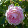 Spring Flower (TAS) roses