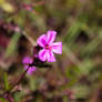 Spring Flower (TAS)