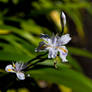 Spring Flower (TAS)