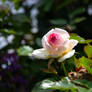 Summer Flower (TAS) roses