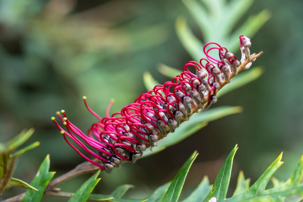 Spring Flowers (NSW) by terrytassie on DeviantArt