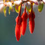 Spring Flowers (TAS)