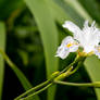 Spring Flowers (TAS)