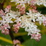 Spring Flowers (TAS)