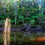 Lake Reflections Early Colours