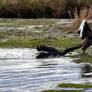 Male Black Swans fighting