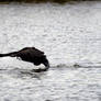 Black Swan slow take off
