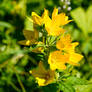 summer flowers