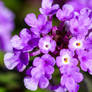 Autumn flowers
