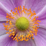 Autumn flowers