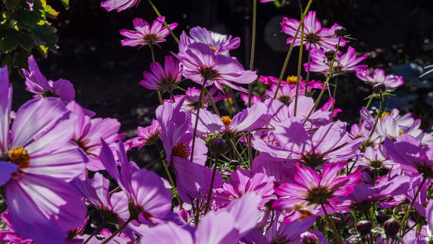 autumn flowers