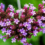 autumn flowers