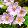 Autumn flowers