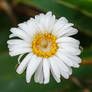 autumn flowers