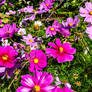 autumn flowers