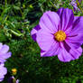 autumn flowers