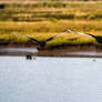 Wing to Wing - Black Swans