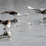 Walking on Water