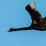 Black Swan