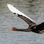 Black Swan