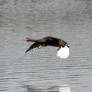 Black Swans