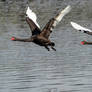Black Swans
