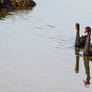 Black Swans