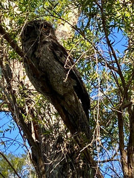 Tawny frog mouth