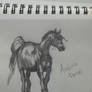 Arabian horse drawing