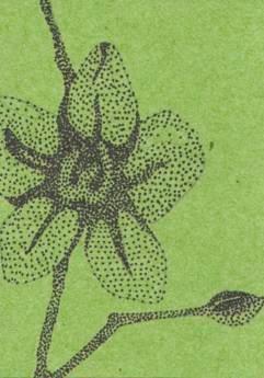 ACEO Flower -green-