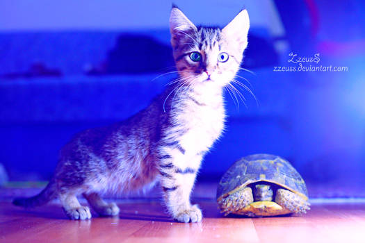 Kitten and Turtle