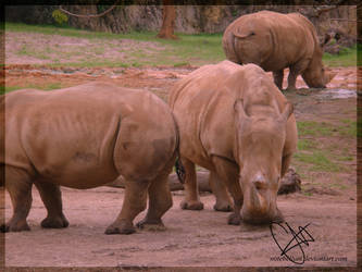 White Rhinos