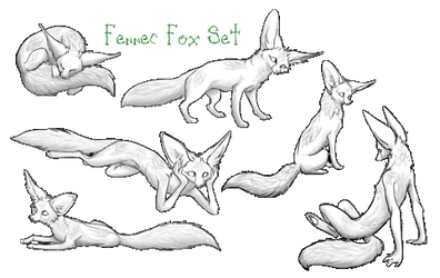 Fennec Fox Set Free