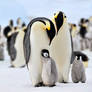 Penguin, Antarctic