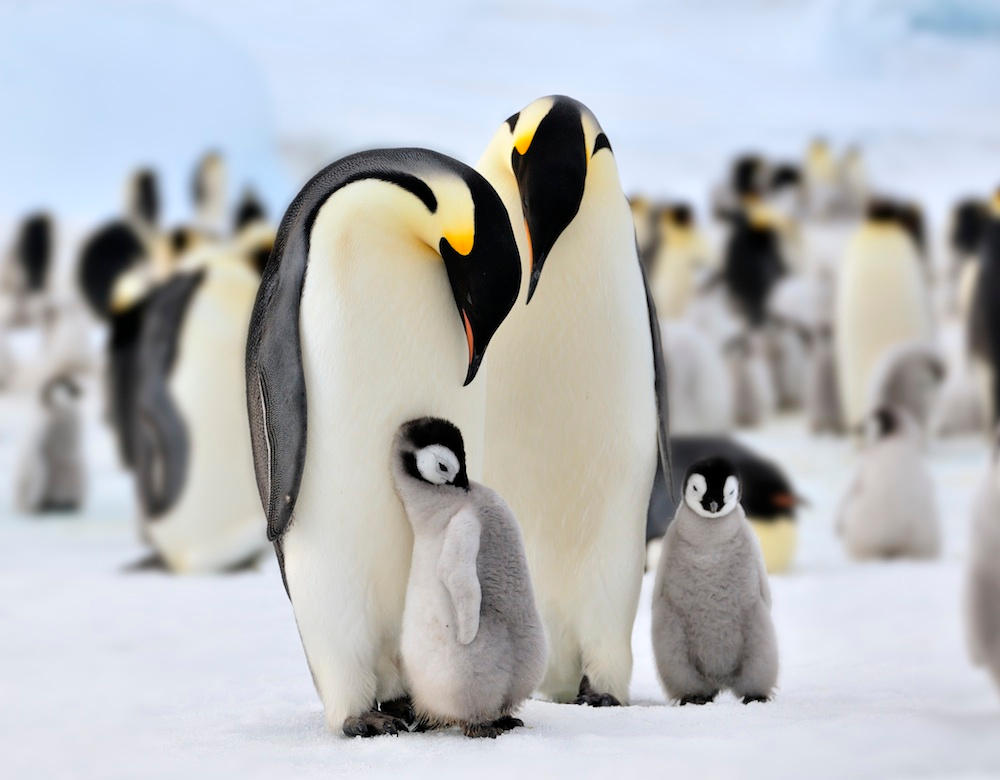 Penguin, Antarctic by laogephoto