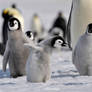 baby Emperor penguin