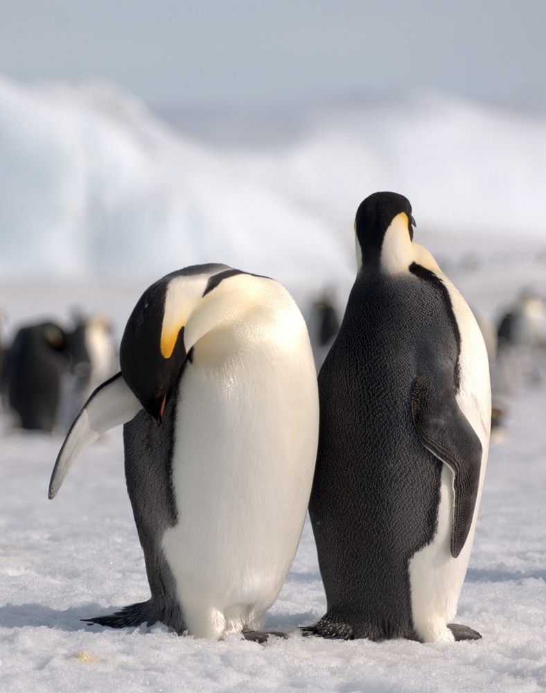 Emperor penguin