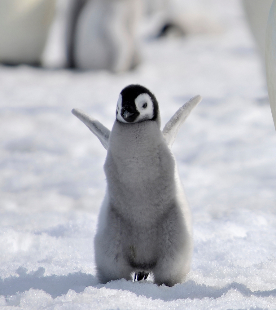 picture of a penguin