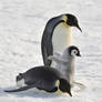 Emperor penguin