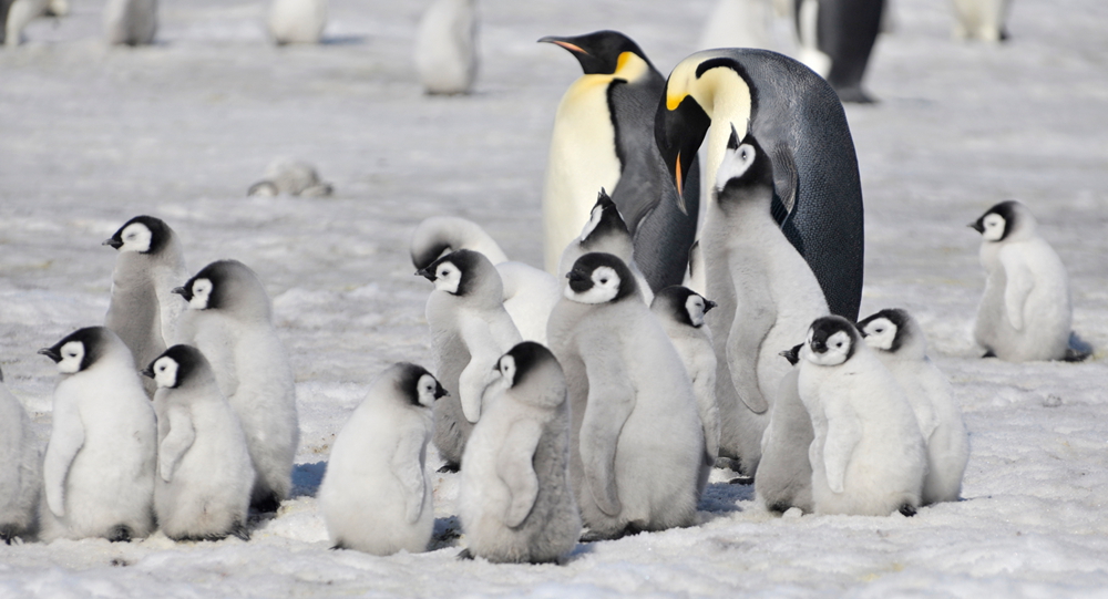 Emperor penguin